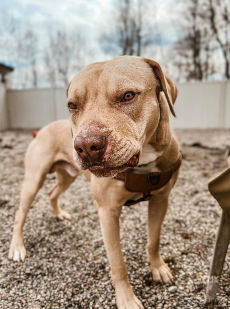 Ben, a Adoptable mixed breed in Belleville, MI image 3/6