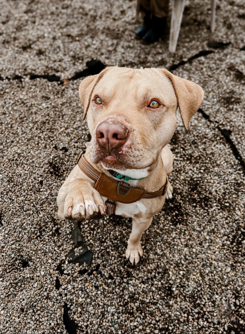 Ben, a Adoptable mixed breed in Belleville, MI image 2/6