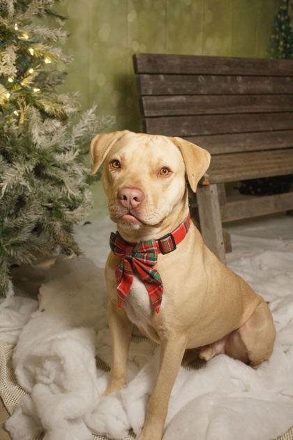 Ben, Adoptable, Adult Male Yellow Labrador Retriever & Pit Bull Terrier.