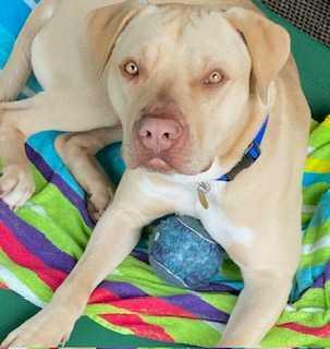 Ben, a Adoptable mixed breed in Belleville, MI image 6/6