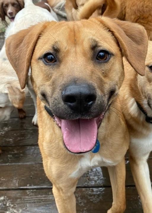 Enlarge Teo, a Adoptable mixed breed in Rye Brook, NY image 1/4