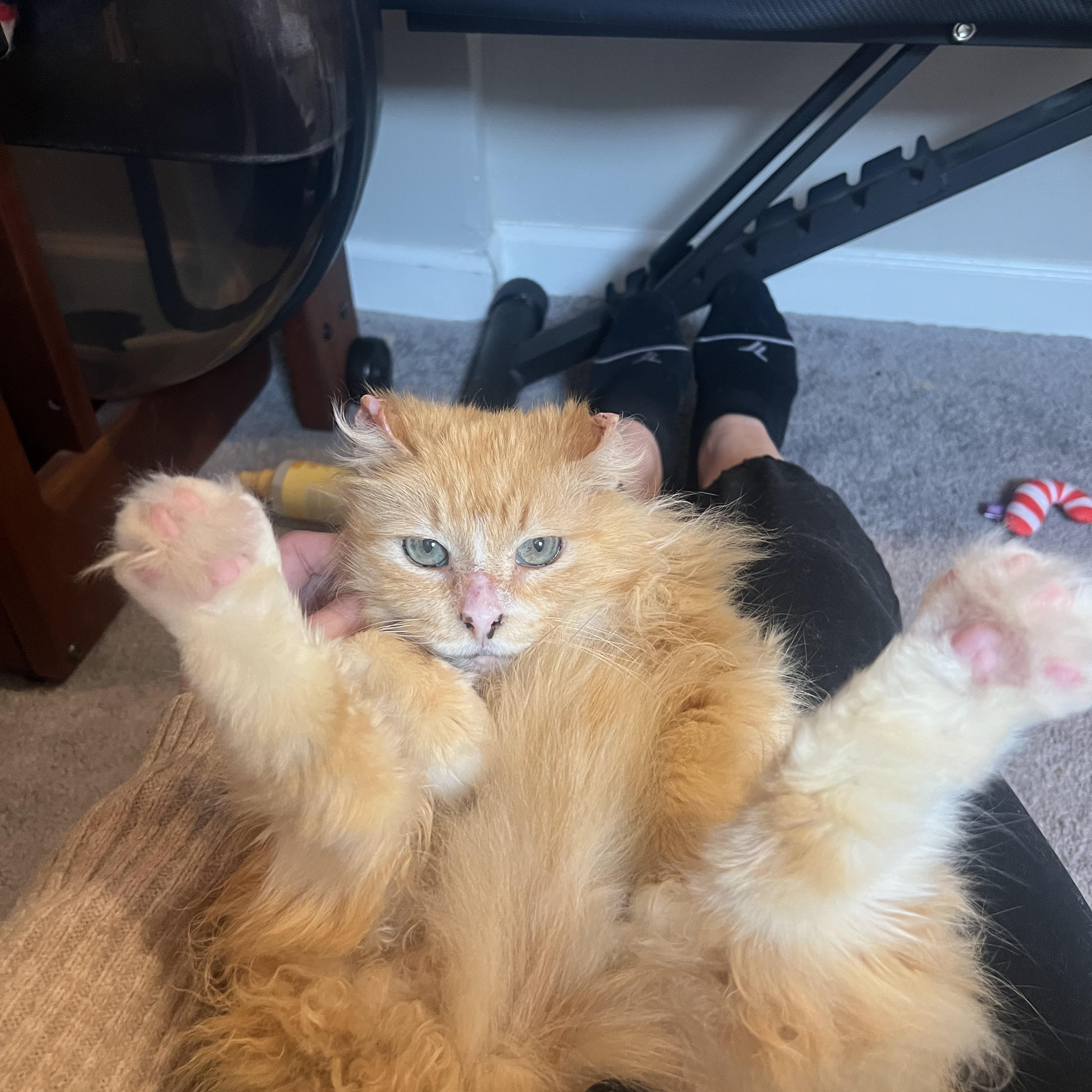 Molly, Senior Female Domestic Long Hair