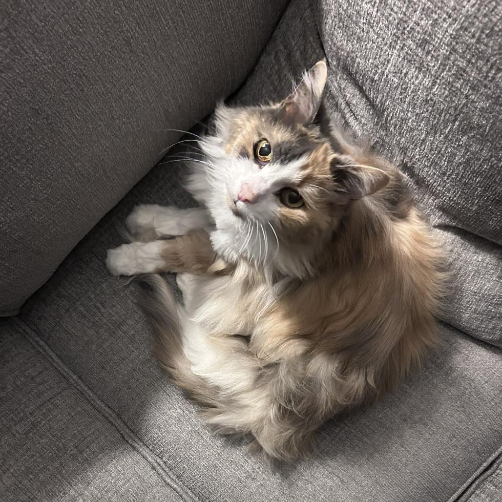 Zeva, Adoptable, Senior Female Domestic Medium Hair.