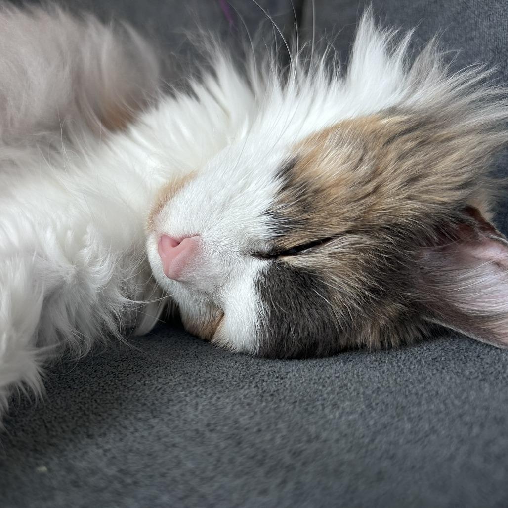 Enlarge Zeva, a Adoptable Domestic Medium Hair in Ashland, MA image 2/4