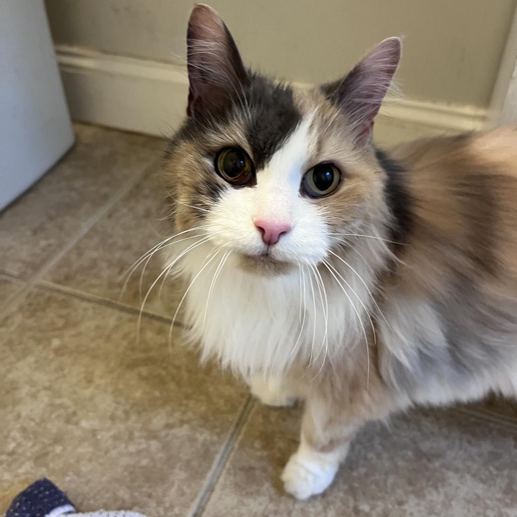 Enlarge Zeva, a Adoptable Domestic Medium Hair in Ashland, MA image 3/4
