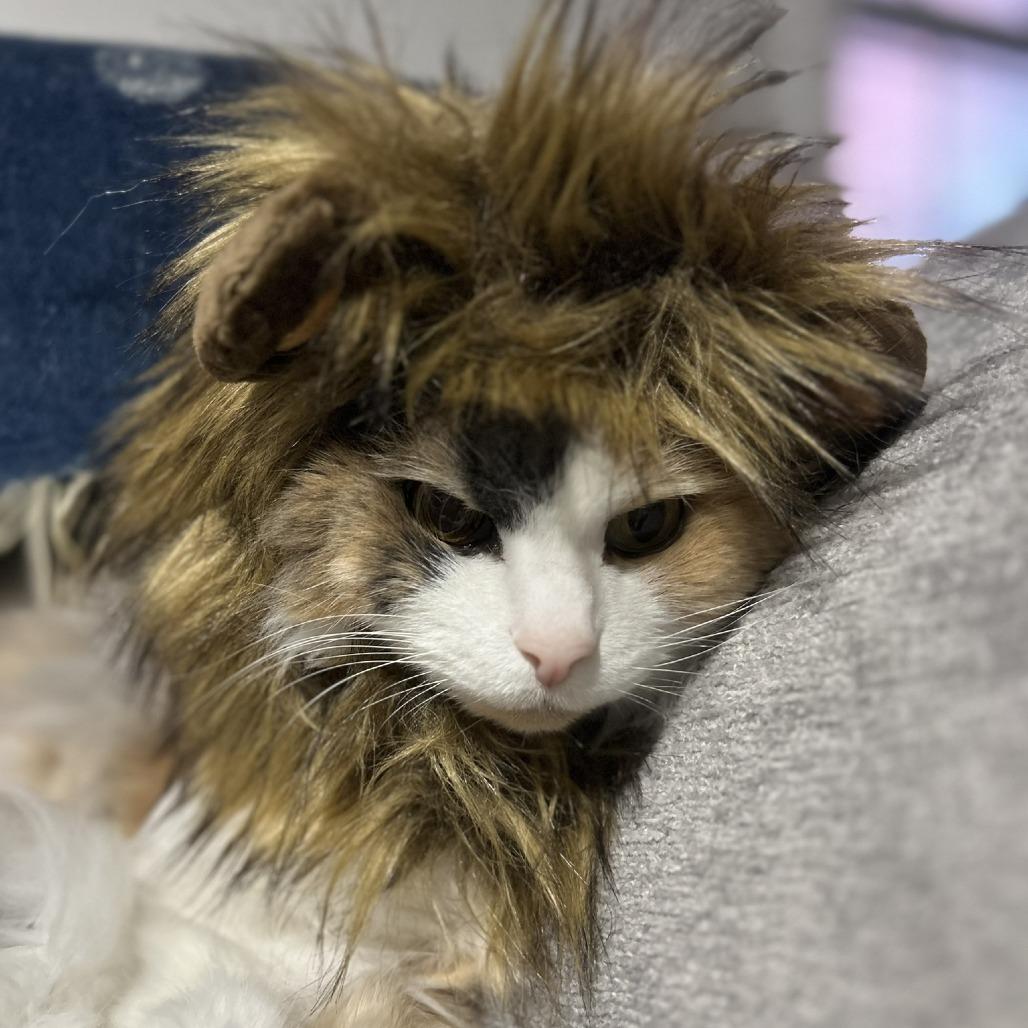 Enlarge Zeva, a Adoptable Domestic Medium Hair in Ashland, MA image 4/4