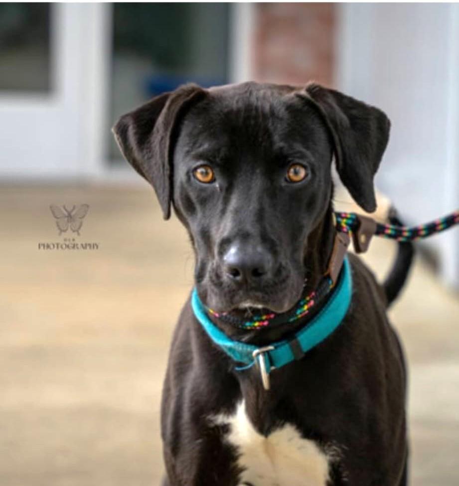 Pierre aka Skippy (45 lbs), Adoptable, Young Male Labrador Retriever.