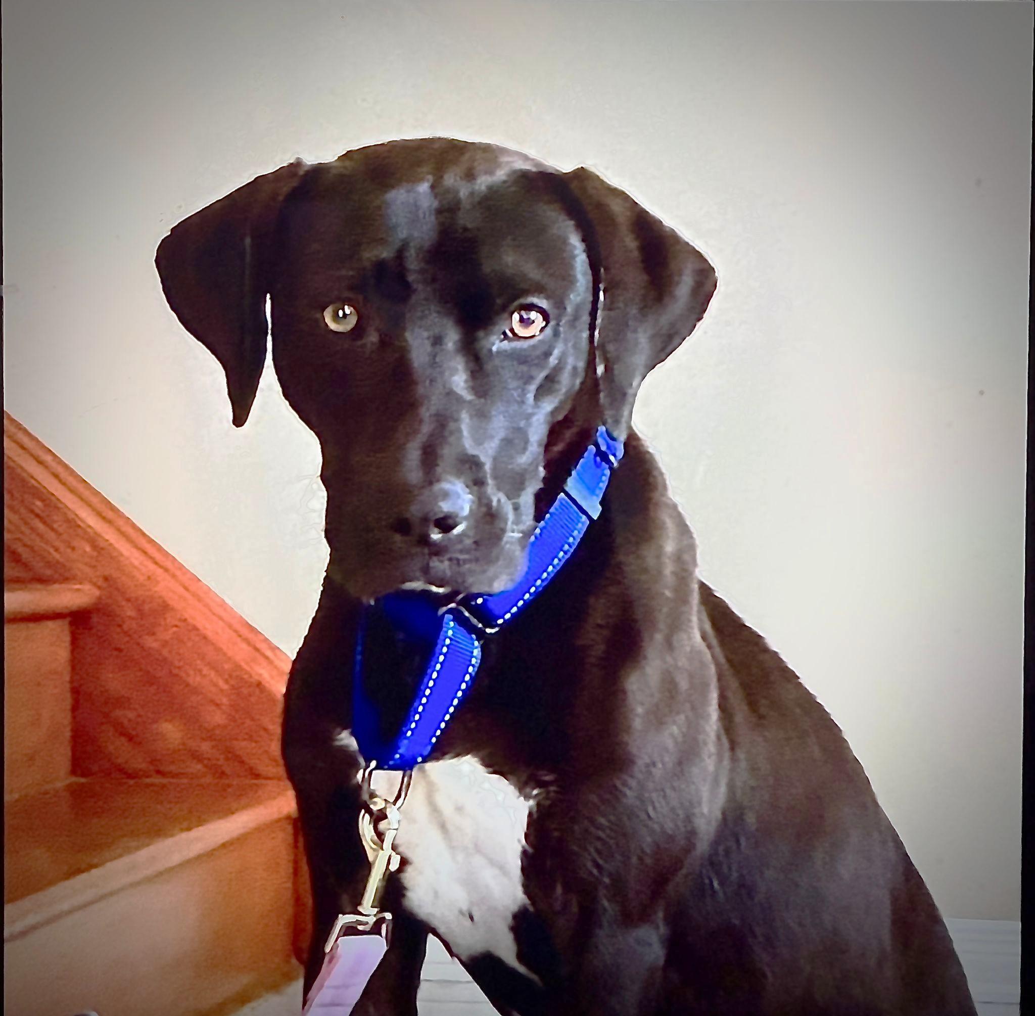 Pierre aka Skippy (45 lbs)