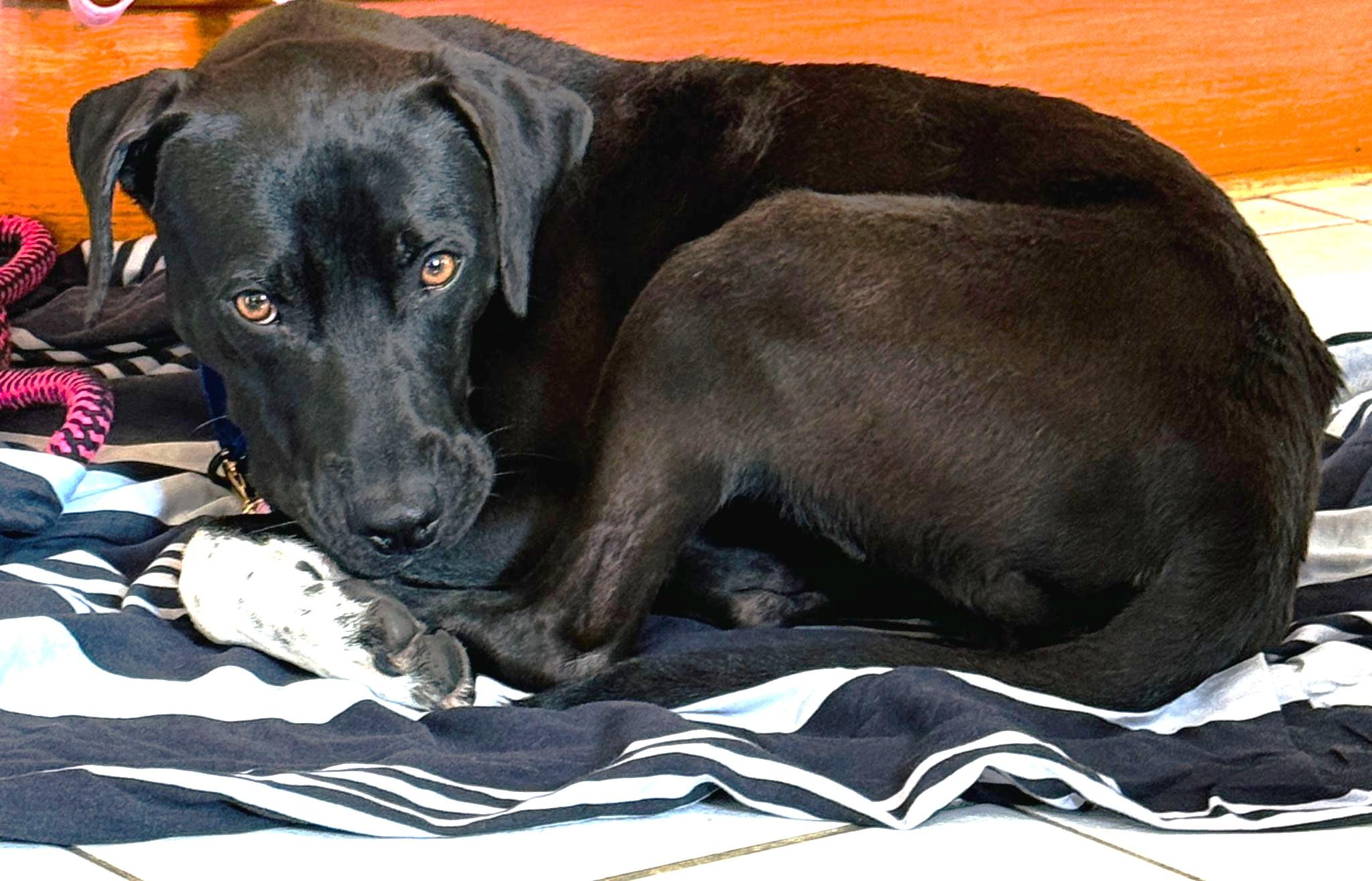 Pierre aka Skippy (45 lbs)