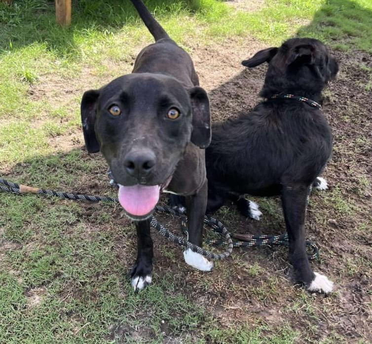 Enlarge Pierre aka Skippy (45 lbs), a Adoptable mixed breed in Mississauga, ON image 4/6