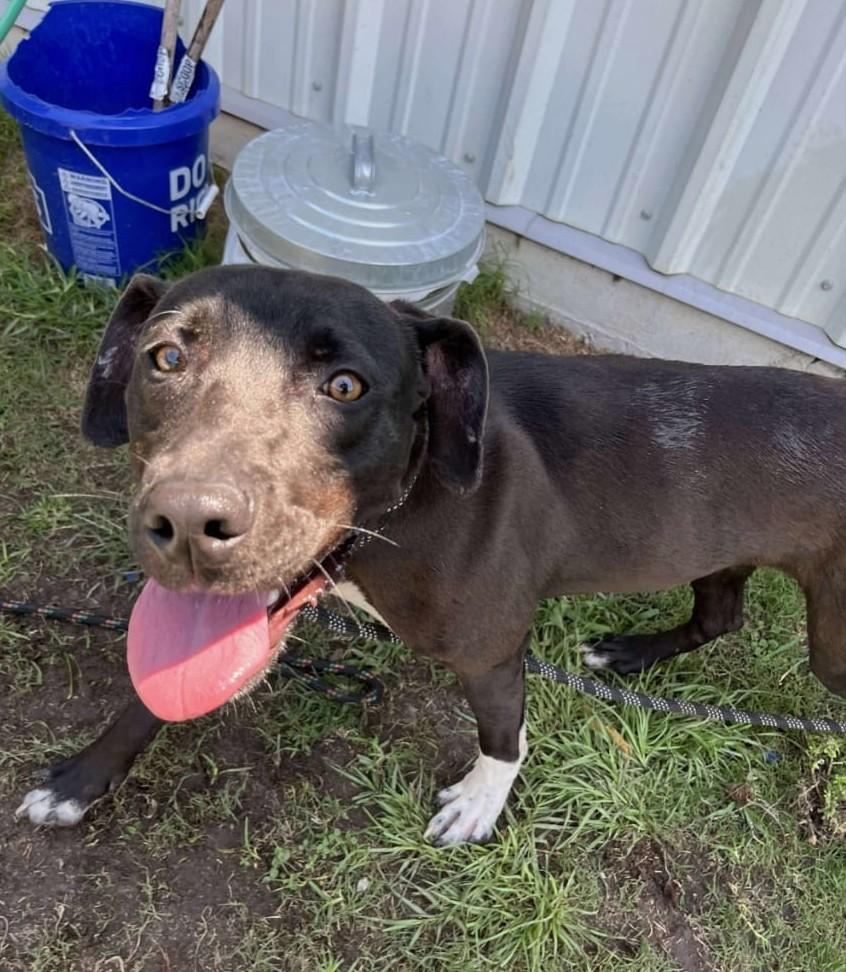 Pierre aka Skippy (45 lbs)