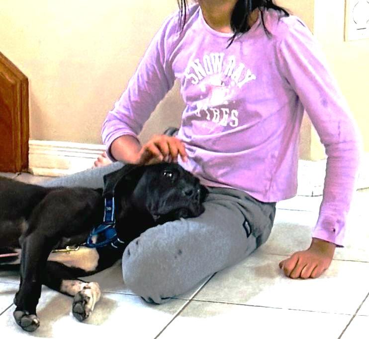 Enlarge Pierre aka Skippy (45 lbs), a Adoptable mixed breed in Mississauga, ON image 3/6