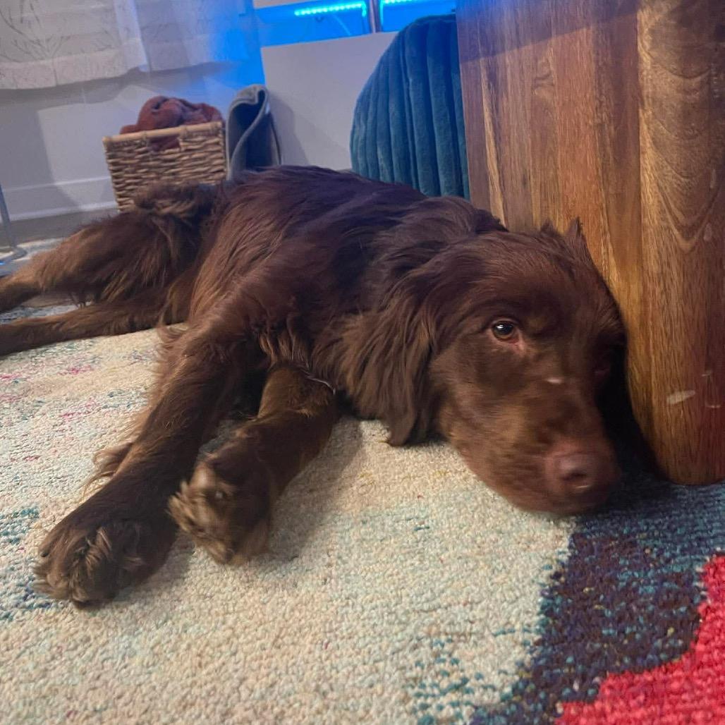 Hershey, Adoptable, Adult Male Mixed Breed.