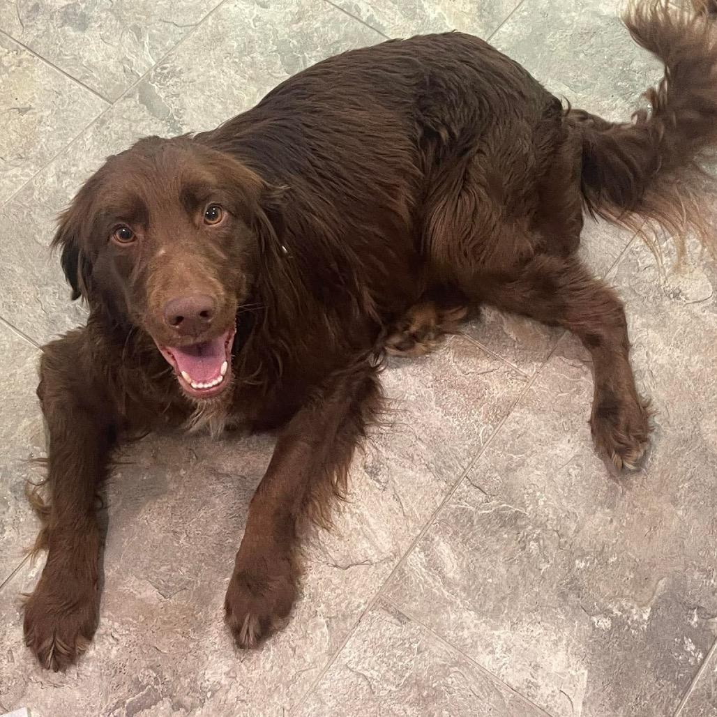 Enlarge Hershey, a Adoptable Mixed Breed in Fredericksburg, VA image 4/4