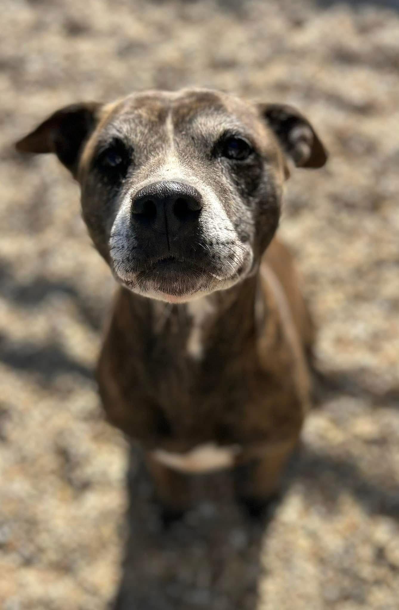 Ebony, Adoptable, Senior Female Pit Bull Terrier.