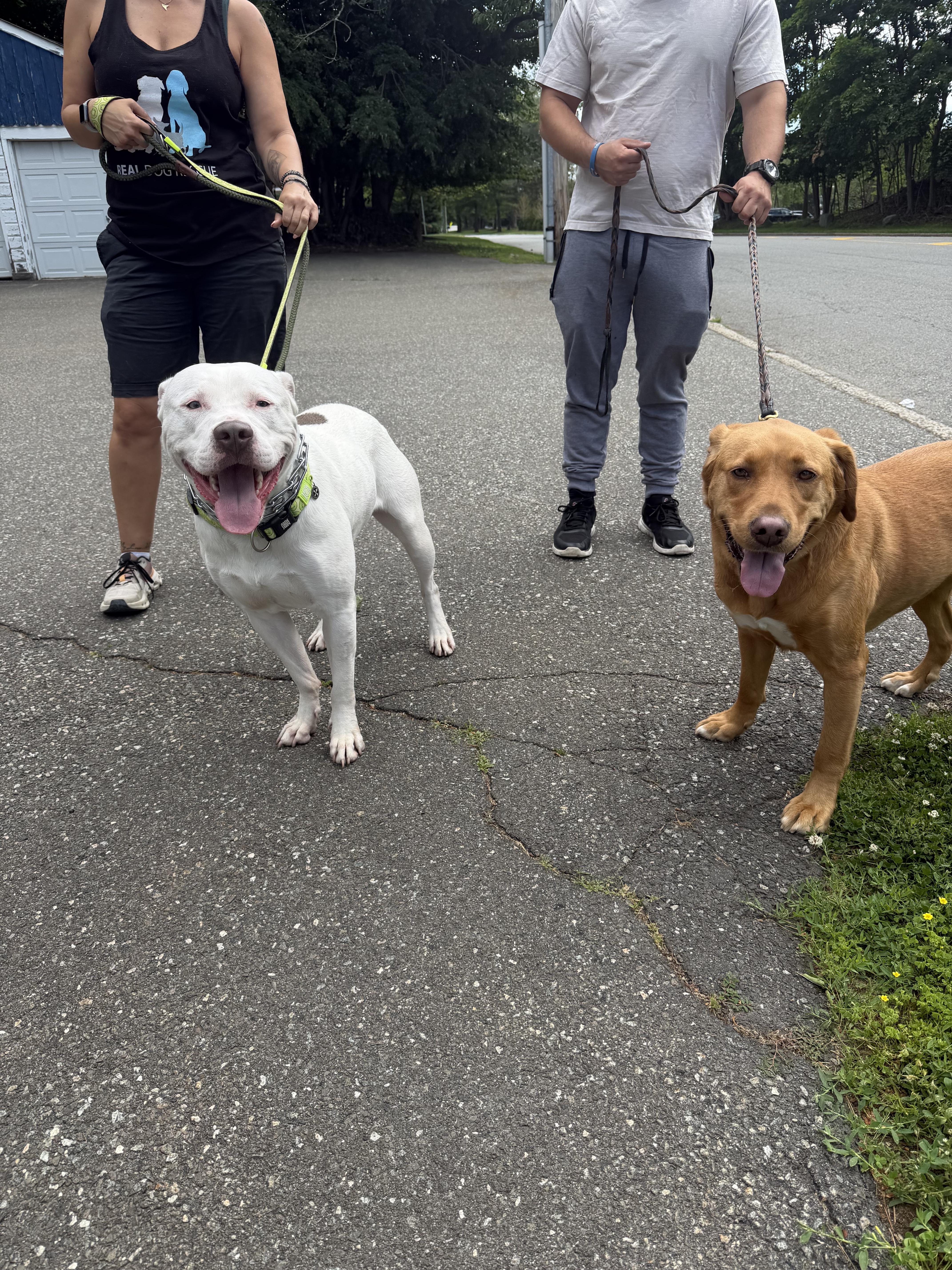 Junior, a ADOPTABLE mixed breed in Mahwah, NJ image 5/6