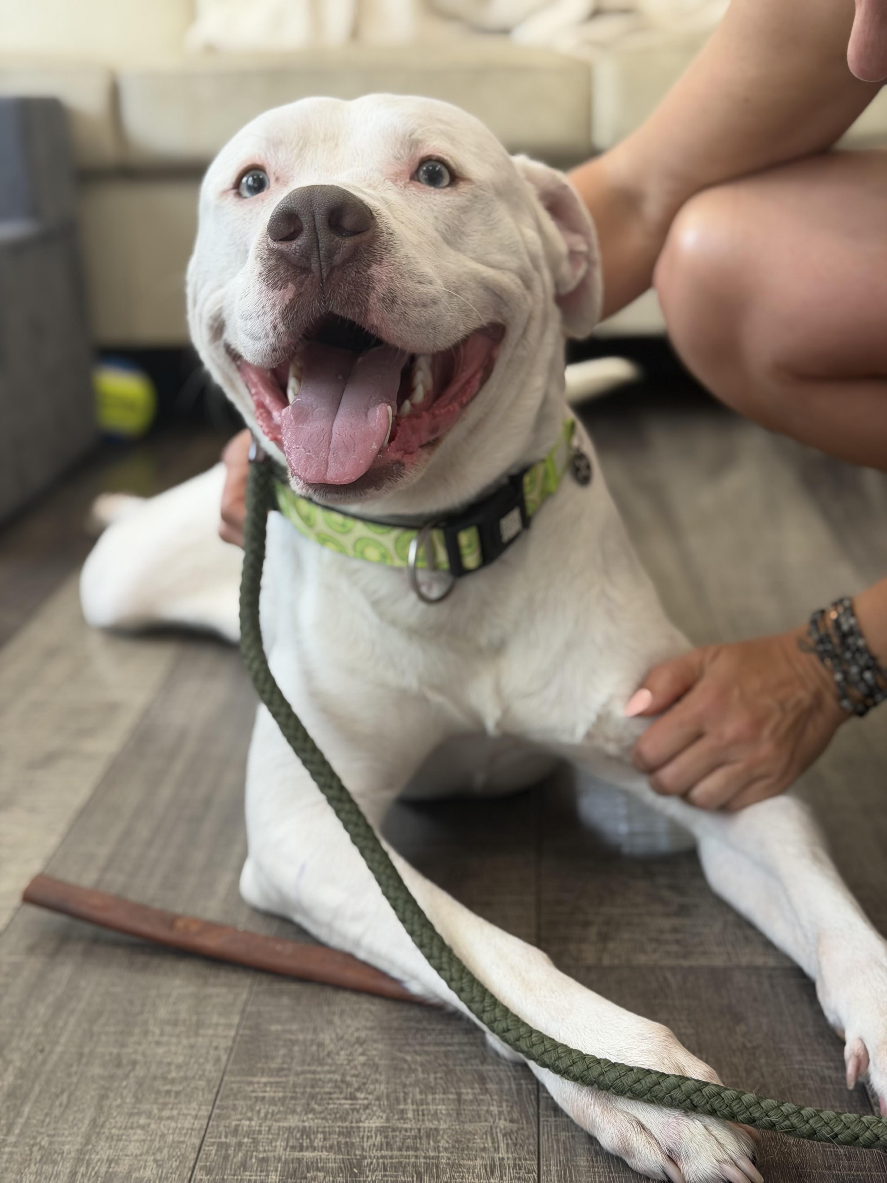 Junior, ADOPTABLE, Young Male Pit Bull Terrier & American Bulldog.
