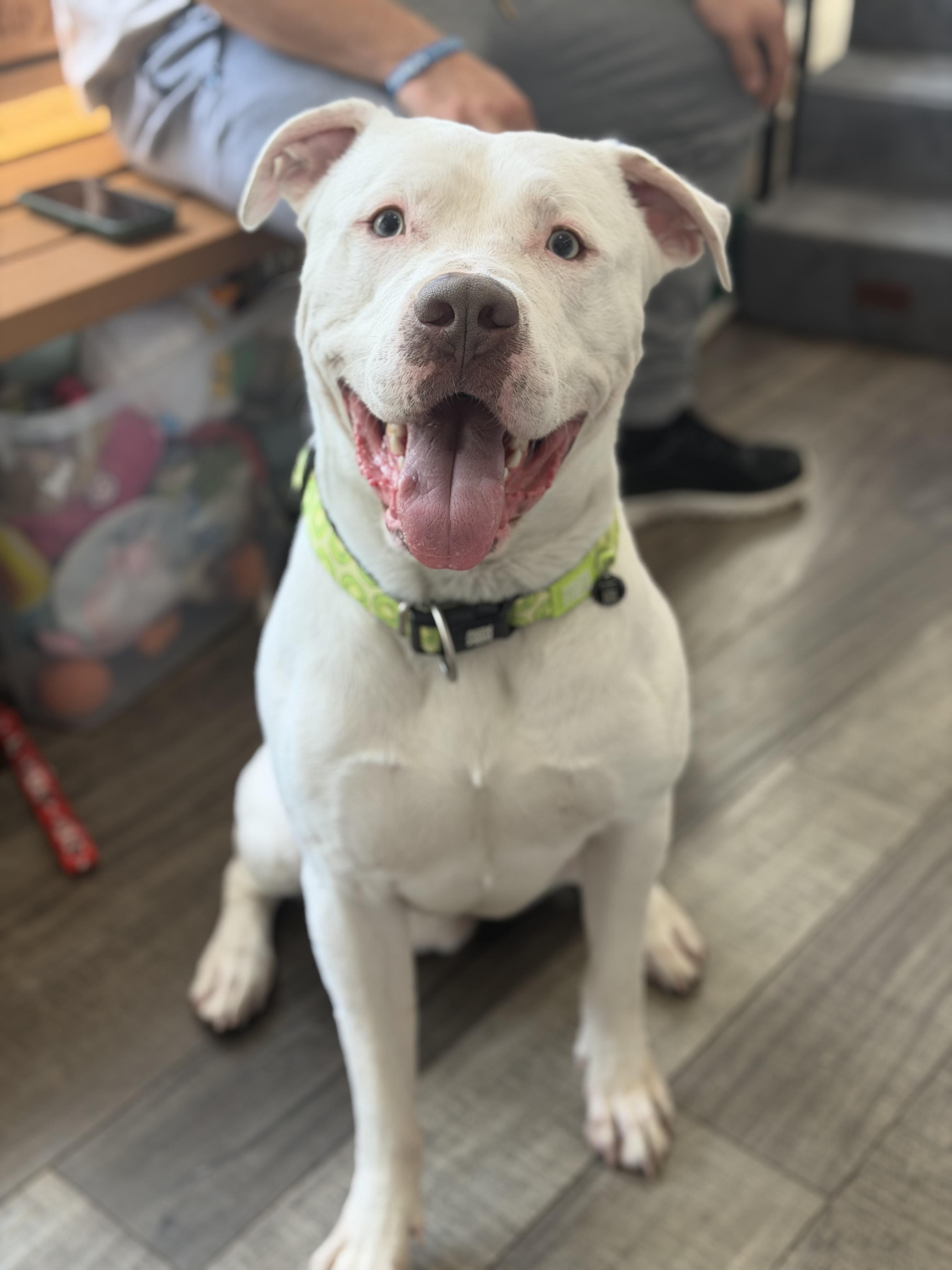 Junior, a ADOPTABLE mixed breed in Mahwah, NJ image 2/6