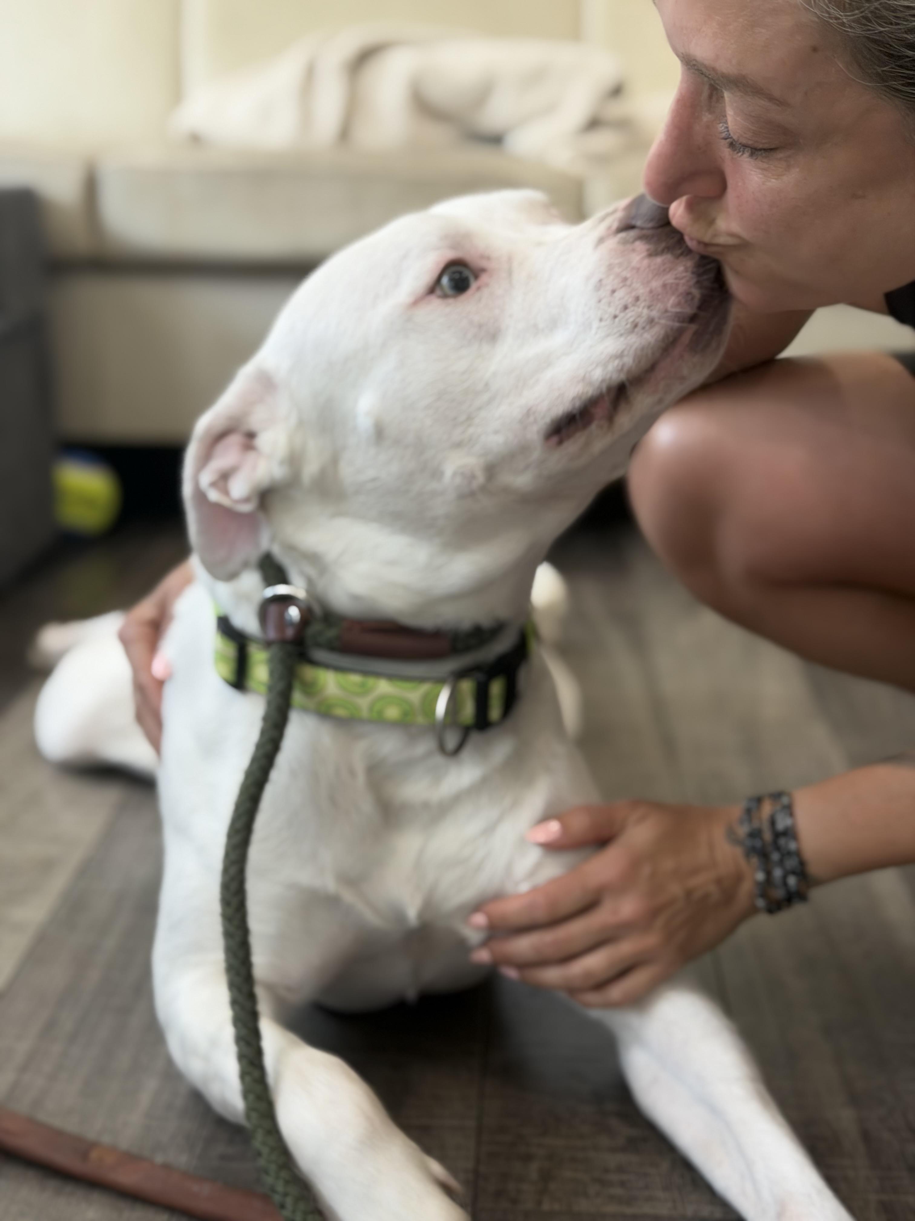 Junior, a ADOPTABLE mixed breed in Mahwah, NJ image 3/6