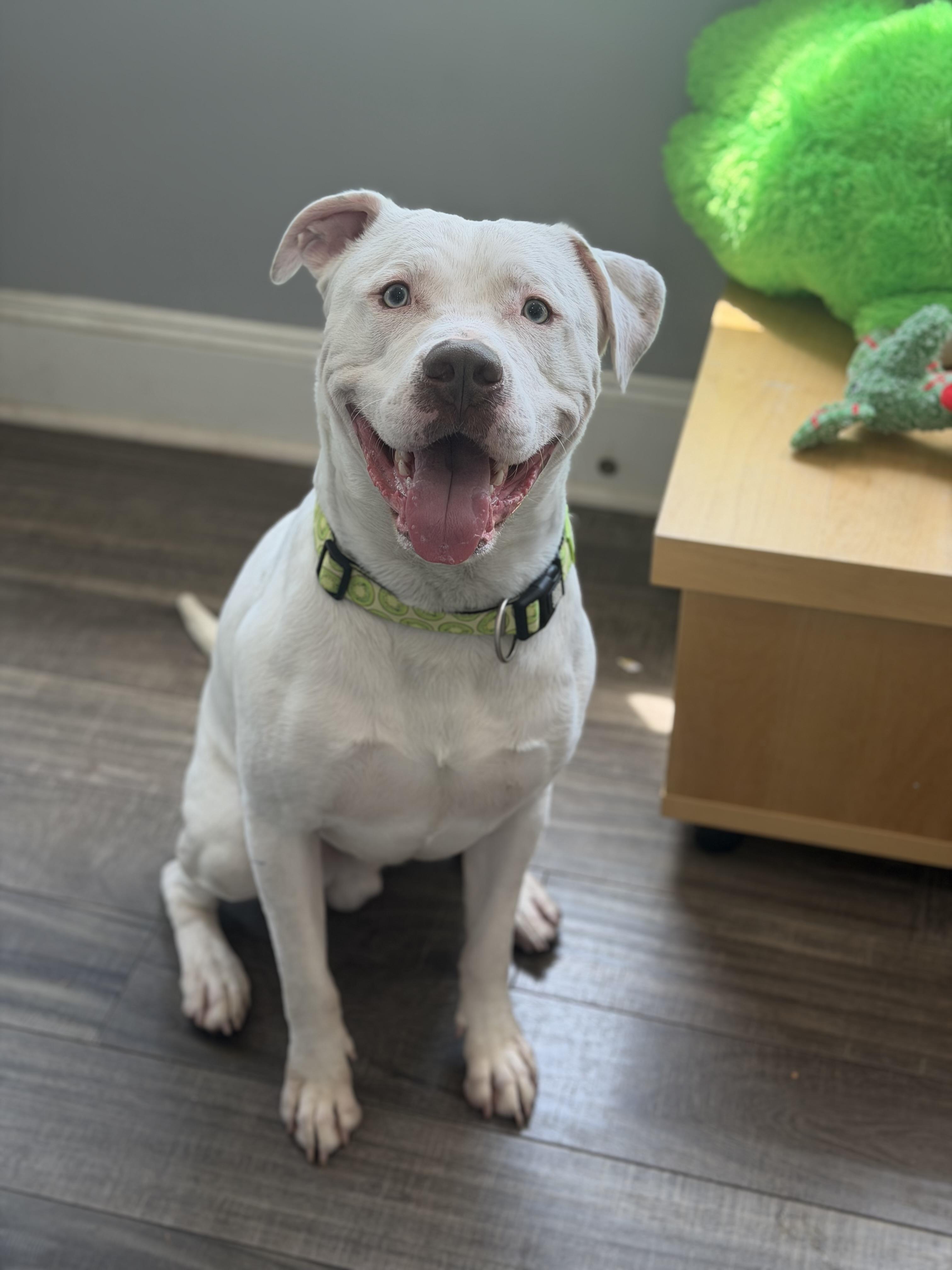 Junior, a ADOPTABLE mixed breed in Mahwah, NJ image 4/6