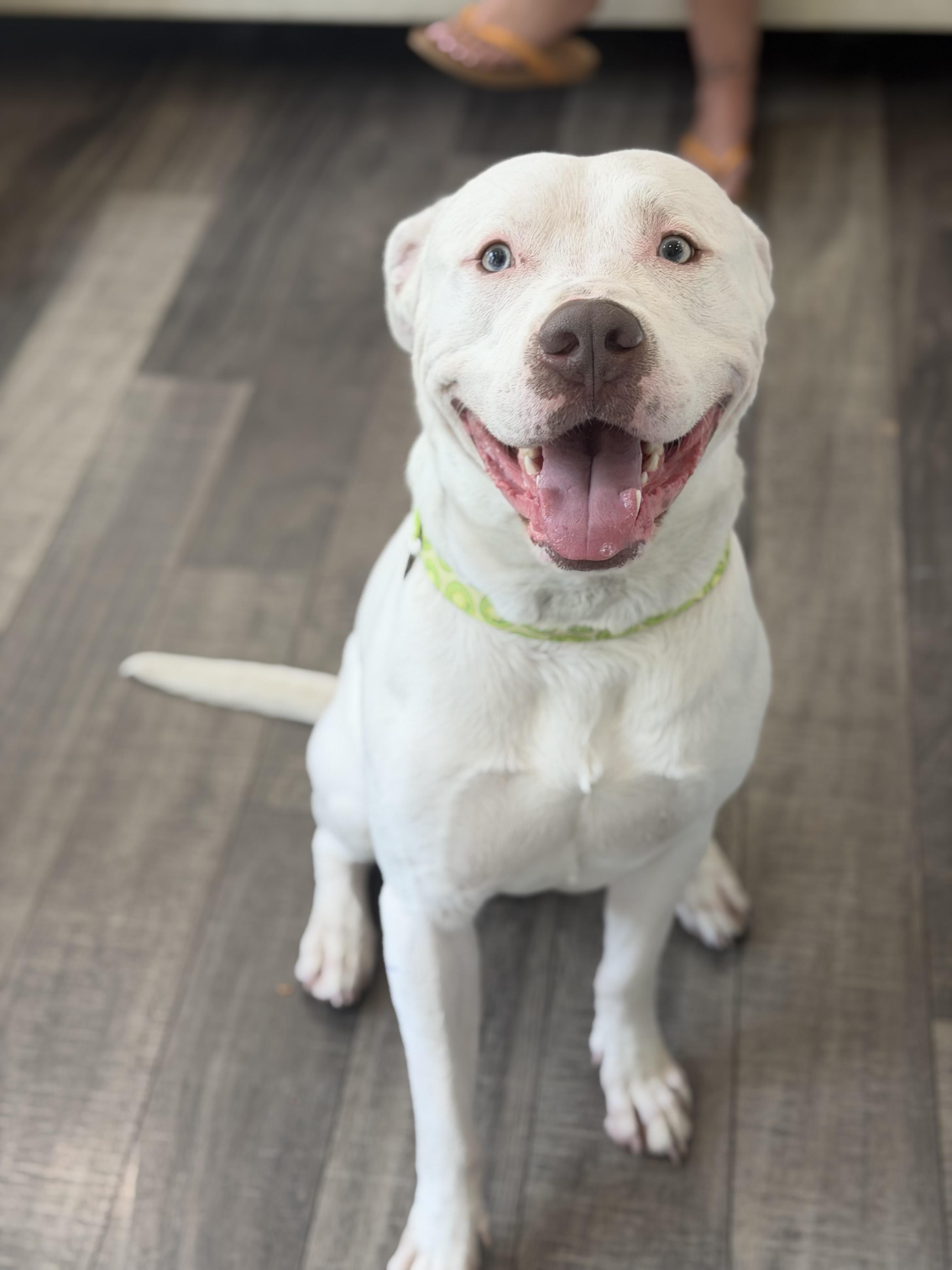 Junior, a ADOPTABLE mixed breed in Mahwah, NJ image 6/6