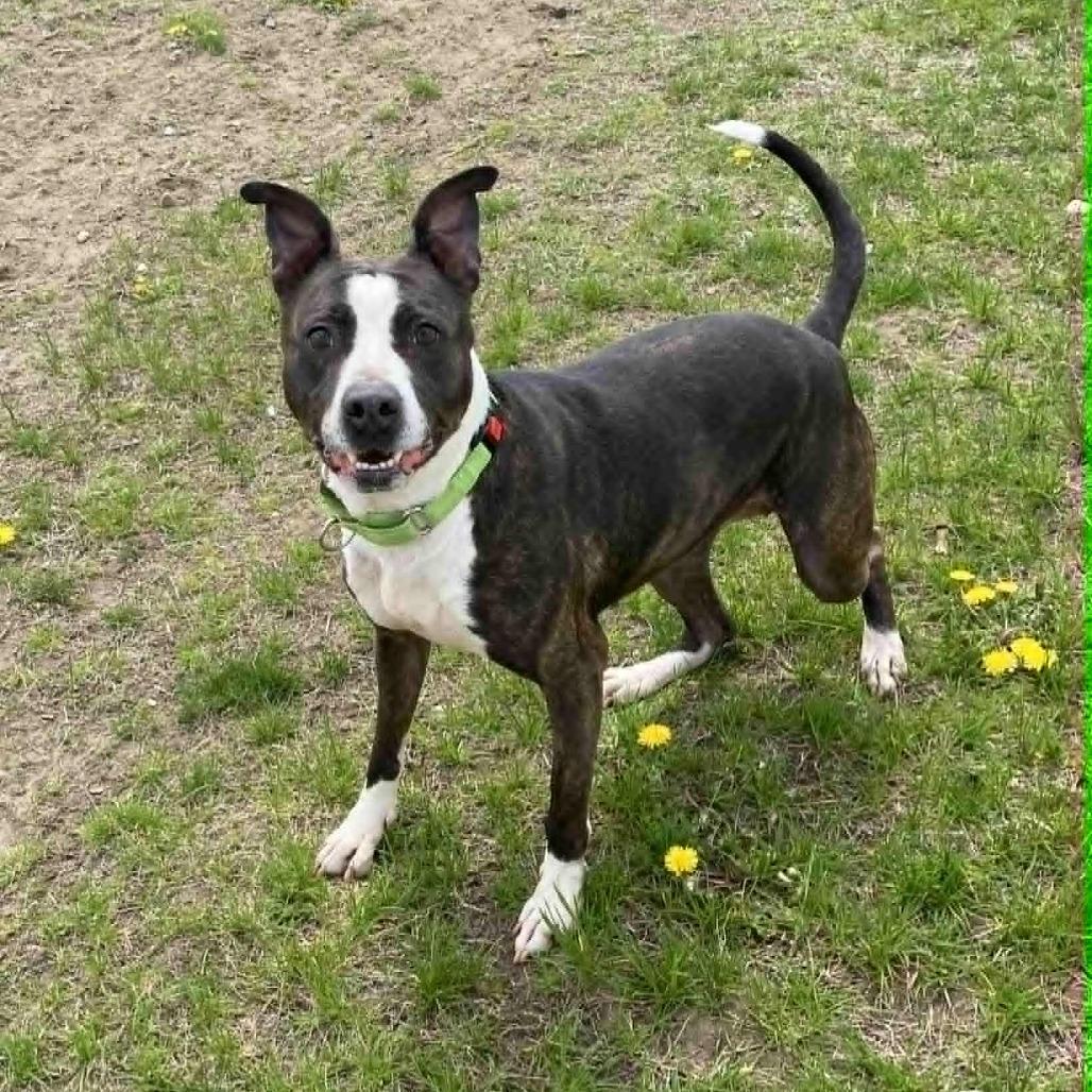 Enlarge Lola, a Adoptable Mixed Breed in Ballston Spa, NY image 1/6