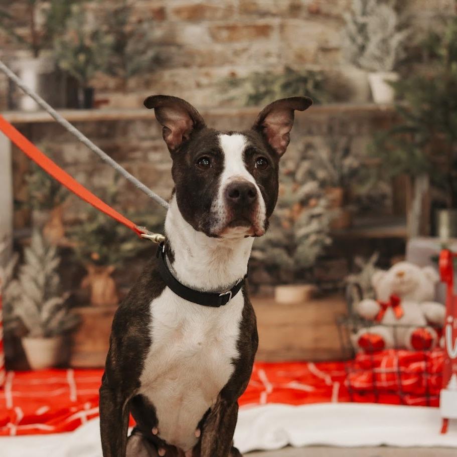 Enlarge Lola, a Adoptable Mixed Breed in Ballston Spa, NY image 2/6