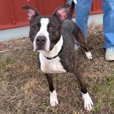 Enlarge Lola, a Adoptable Mixed Breed in Ballston Spa, NY image 2/6