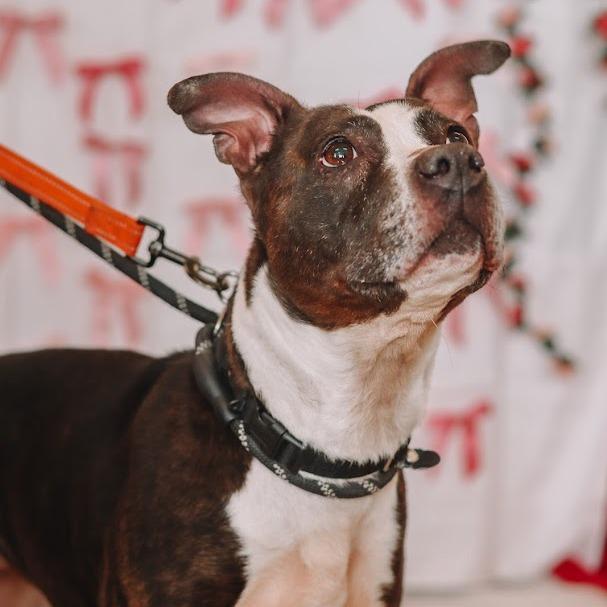 Lola, a Adoptable Mixed Breed in Ballston Spa, NY image 4/6