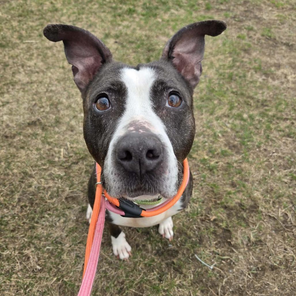 Lola, a Adoptable Mixed Breed in Ballston Spa, NY image 4/6