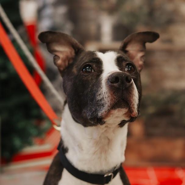 Enlarge Lola, a Adoptable Mixed Breed in Ballston Spa, NY image 5/6