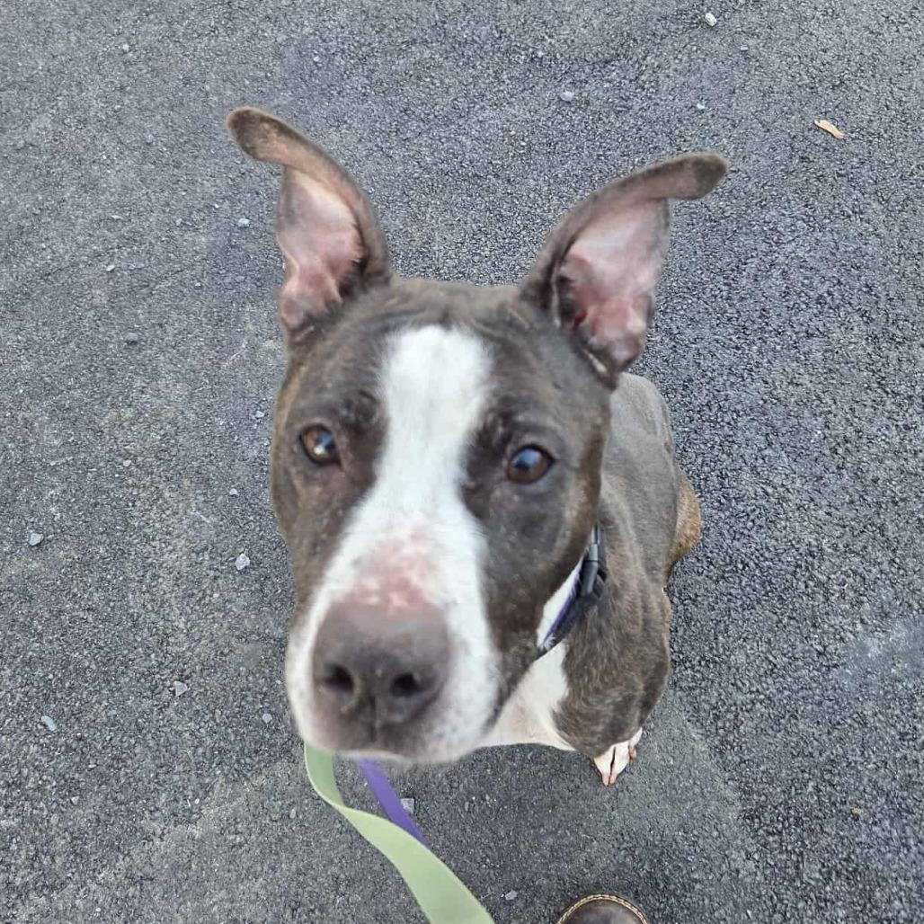 Enlarge Lola, a Adoptable Mixed Breed in Ballston Spa, NY image 5/6