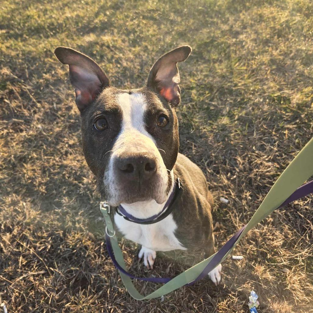 Enlarge Lola, a Adoptable Mixed Breed in Ballston Spa, NY image 6/6