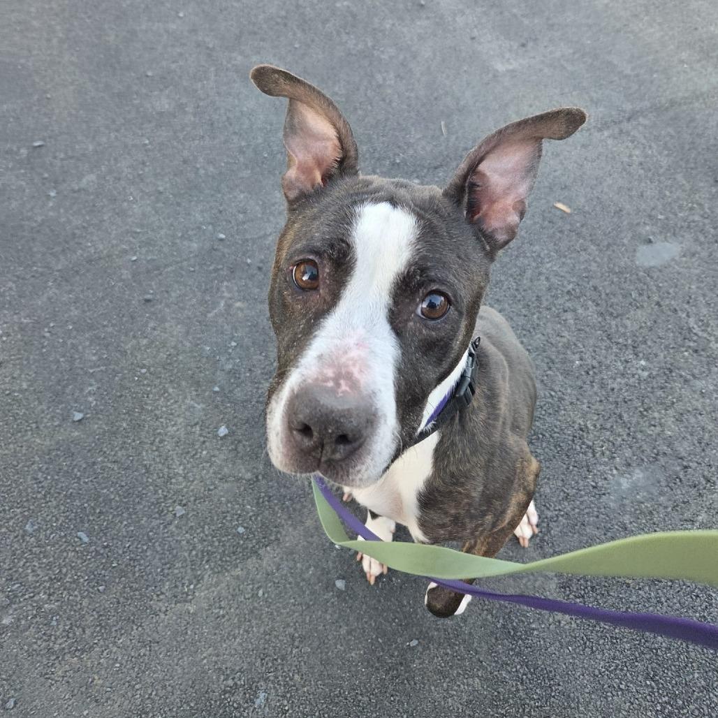 Enlarge Lola, a Adoptable Mixed Breed in Ballston Spa, NY image 6/6