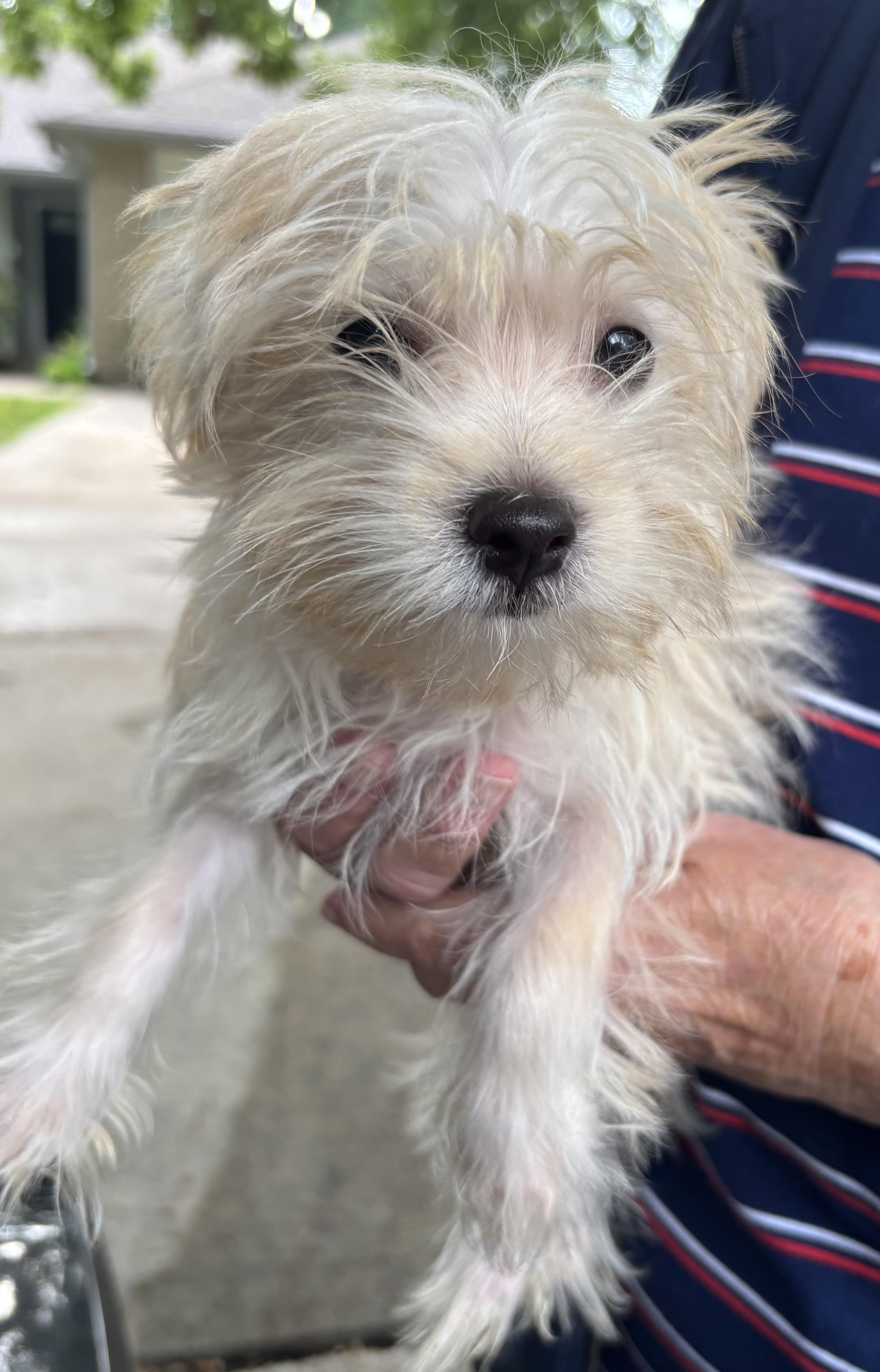Tator, a ADOPTABLE mixed breed in Overland Park, KS image 4/4