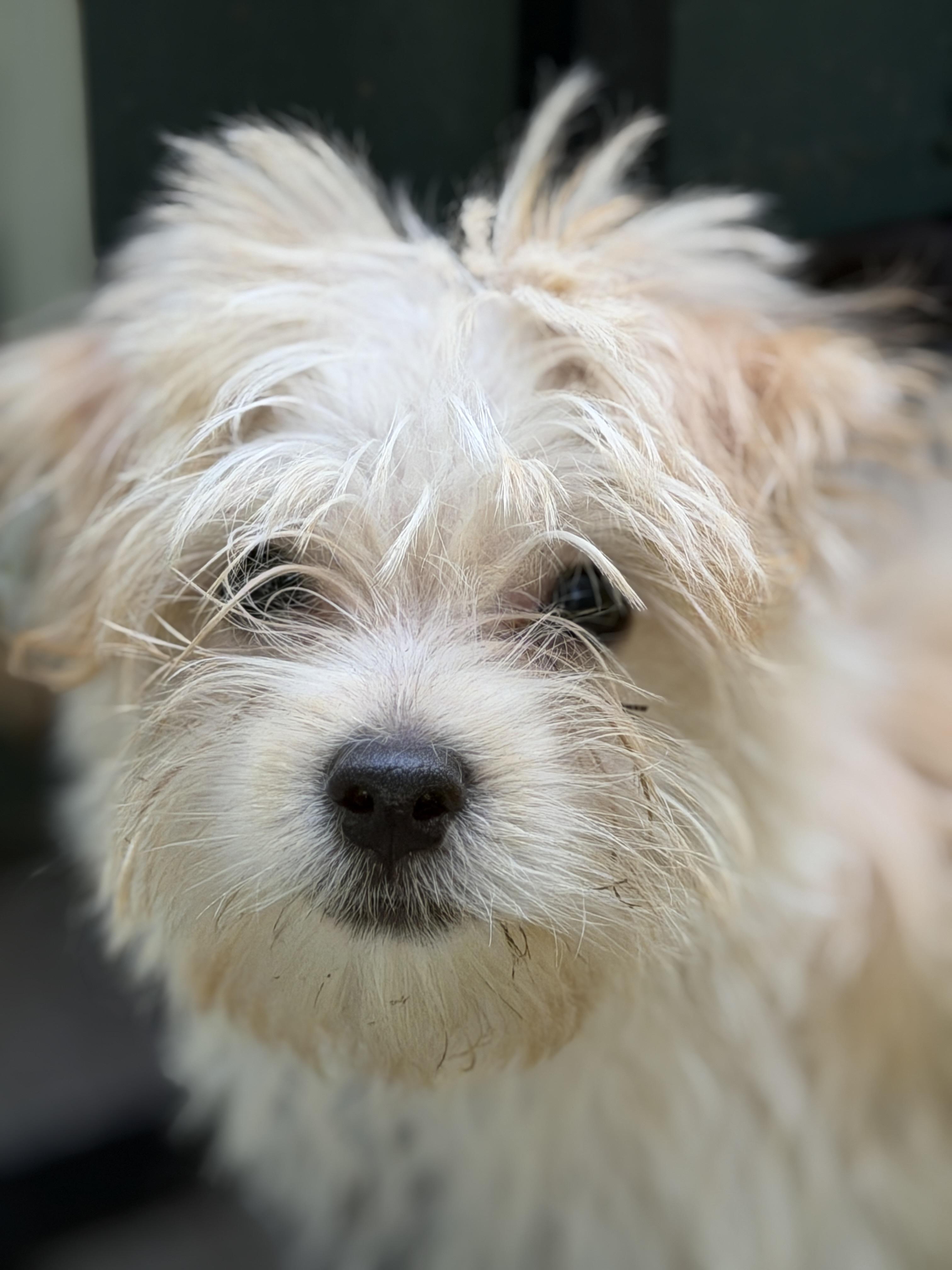 Tator, a ADOPTABLE mixed breed in Overland Park, KS image 2/4