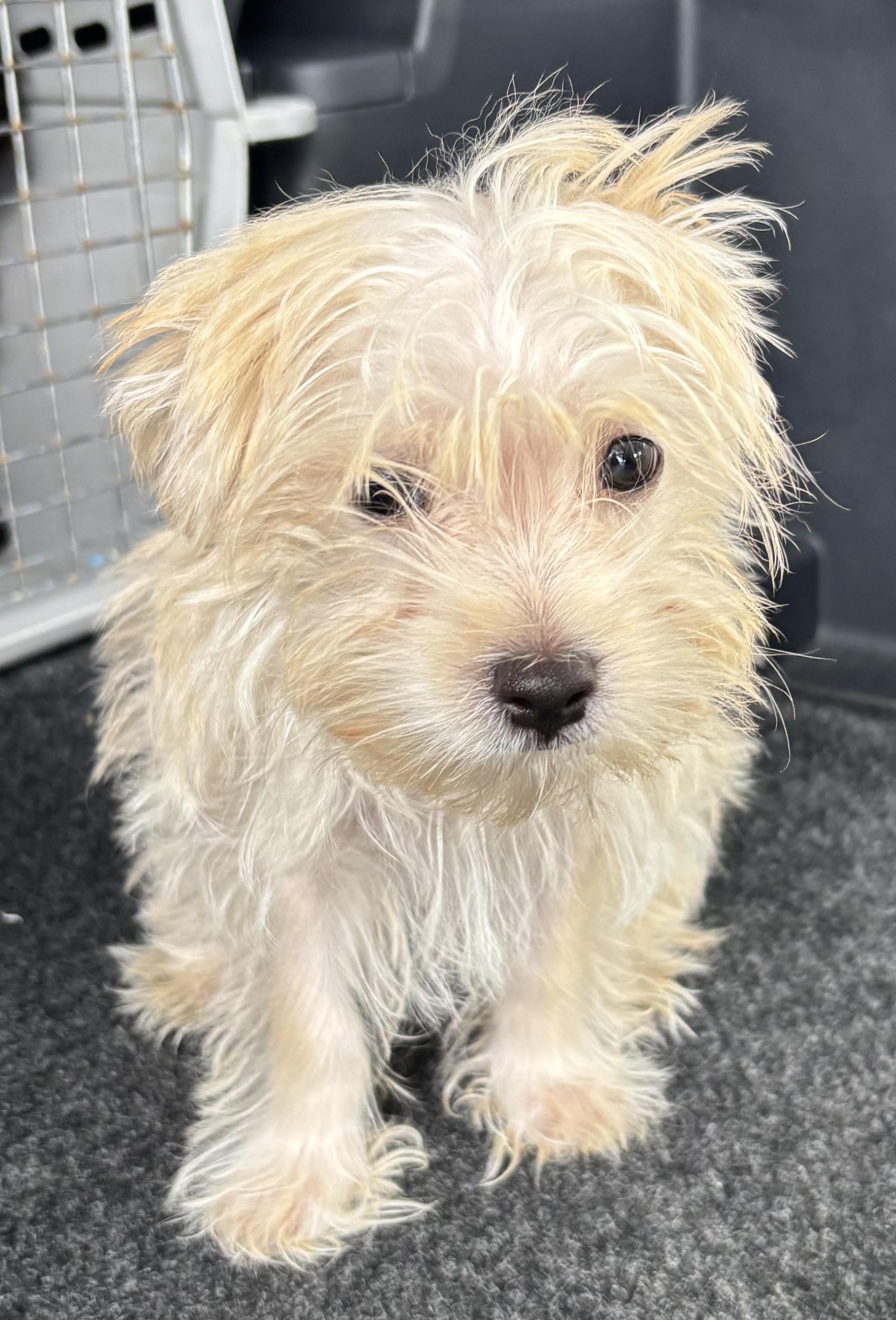 Tator, ADOPTABLE, Puppy Male Yorkshire Terrier & Maltese.