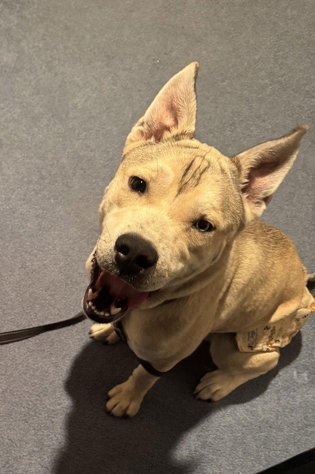 Enlarge Dusk, a Adoptable Pit Bull Terrier in Duluth, MN image 1/1