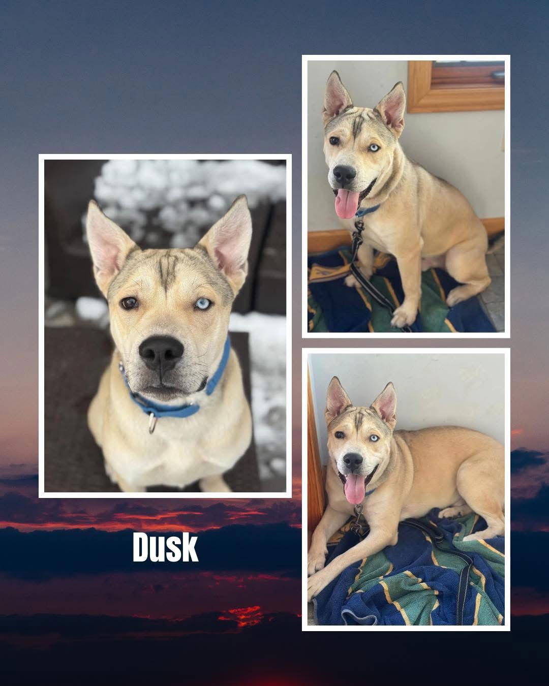 Dusk, a Adoptable Pit Bull Terrier in Duluth, MN image 2/2
