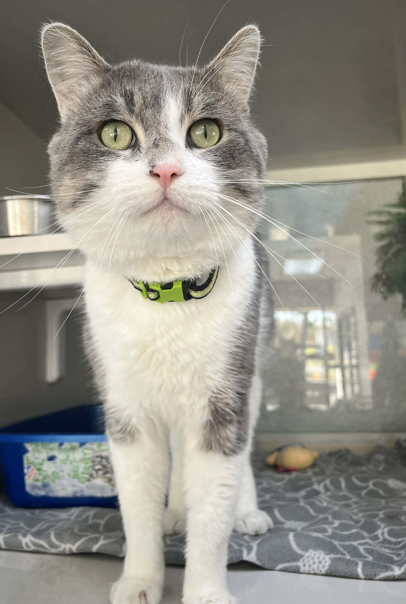 Biggie, ADOPTABLE, Adult Male Domestic Short Hair.