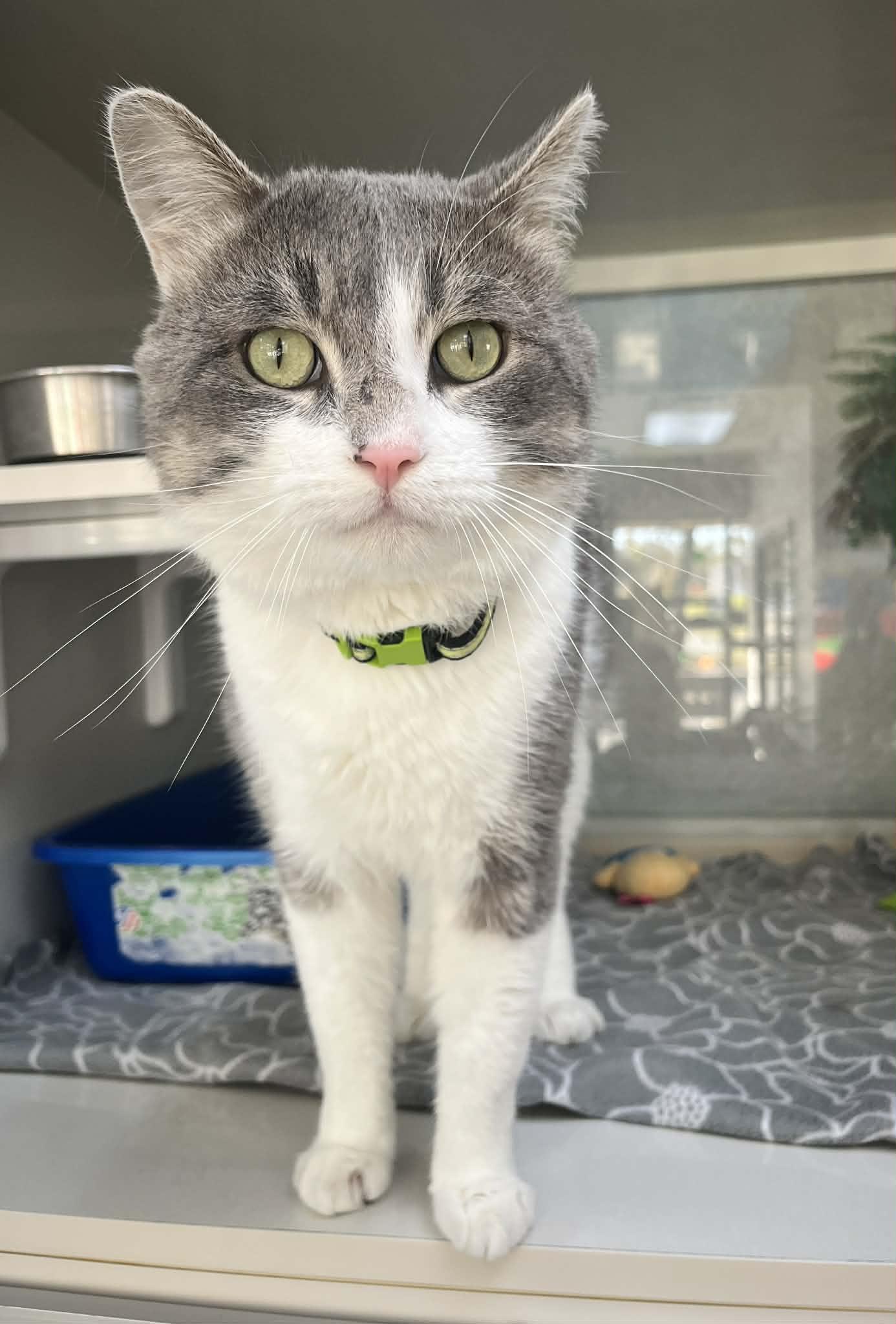 Enlarge Biggie, a ADOPTABLE Domestic Short Hair in Tavares, FL image 2/2