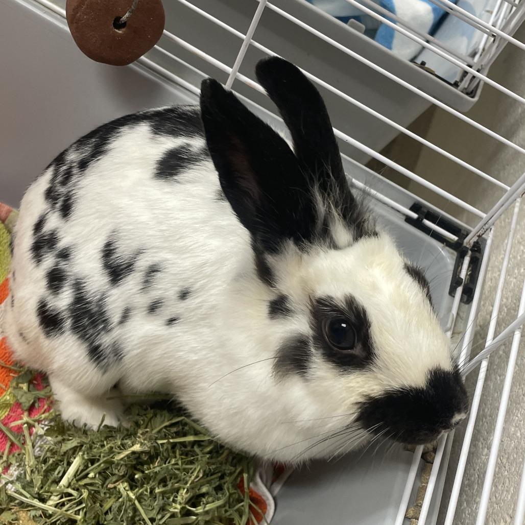 Bon Jovi, Adoptable, Adult Male American.