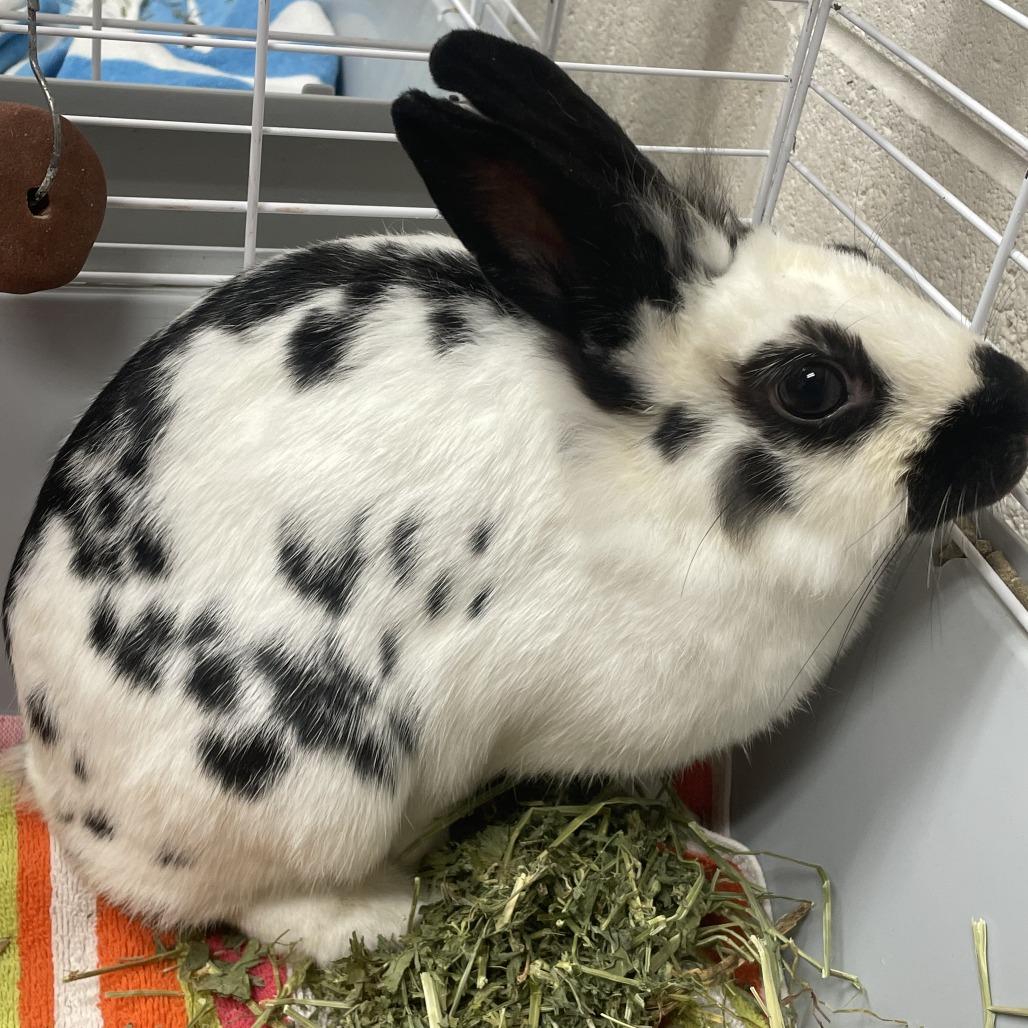 Enlarge Bon Jovi, a Adoptable American in Gloucester, VA image 2/2