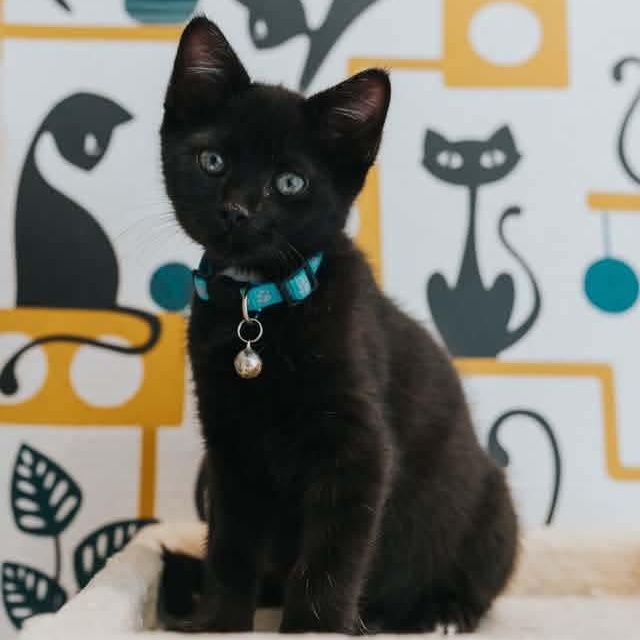 Enlarge Vishnu, a Adoptable Domestic Short Hair in Kentwood, MI image 1/2