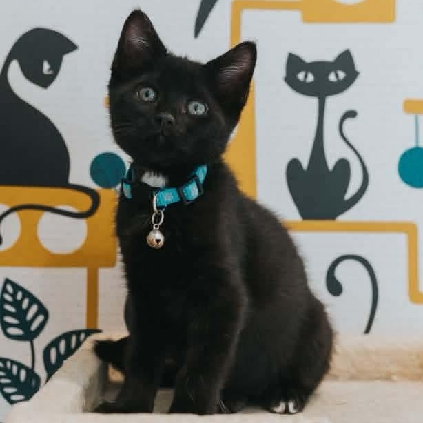 Enlarge Vishnu, a Adoptable Domestic Short Hair in Kentwood, MI image 2/2