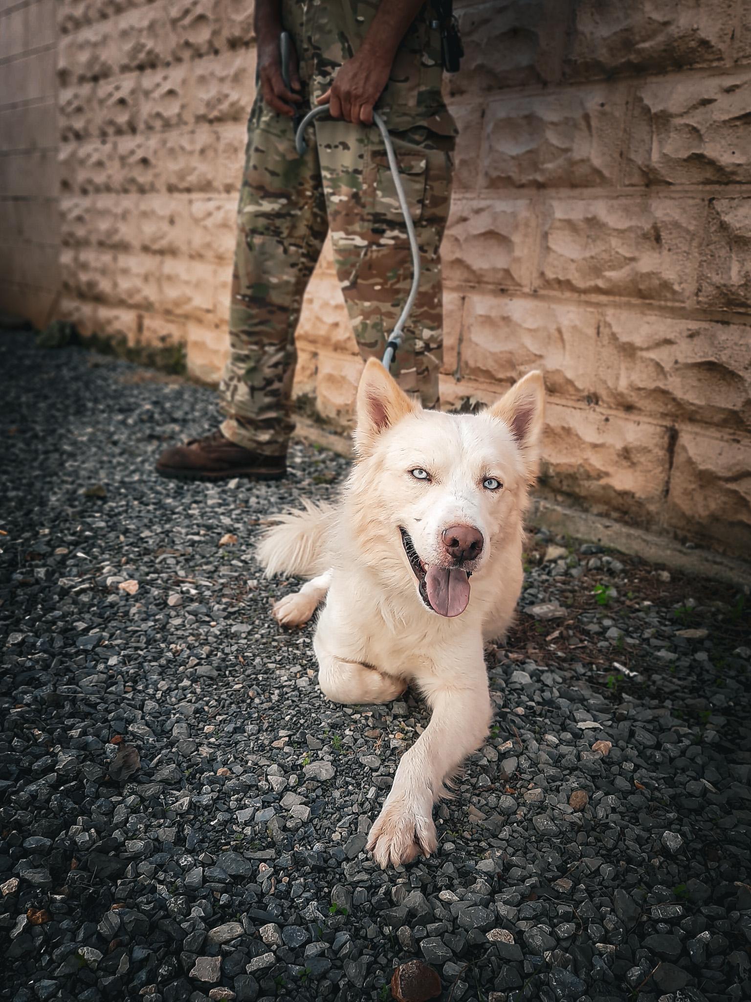 Glacier, Adopted, Young Male Husky.