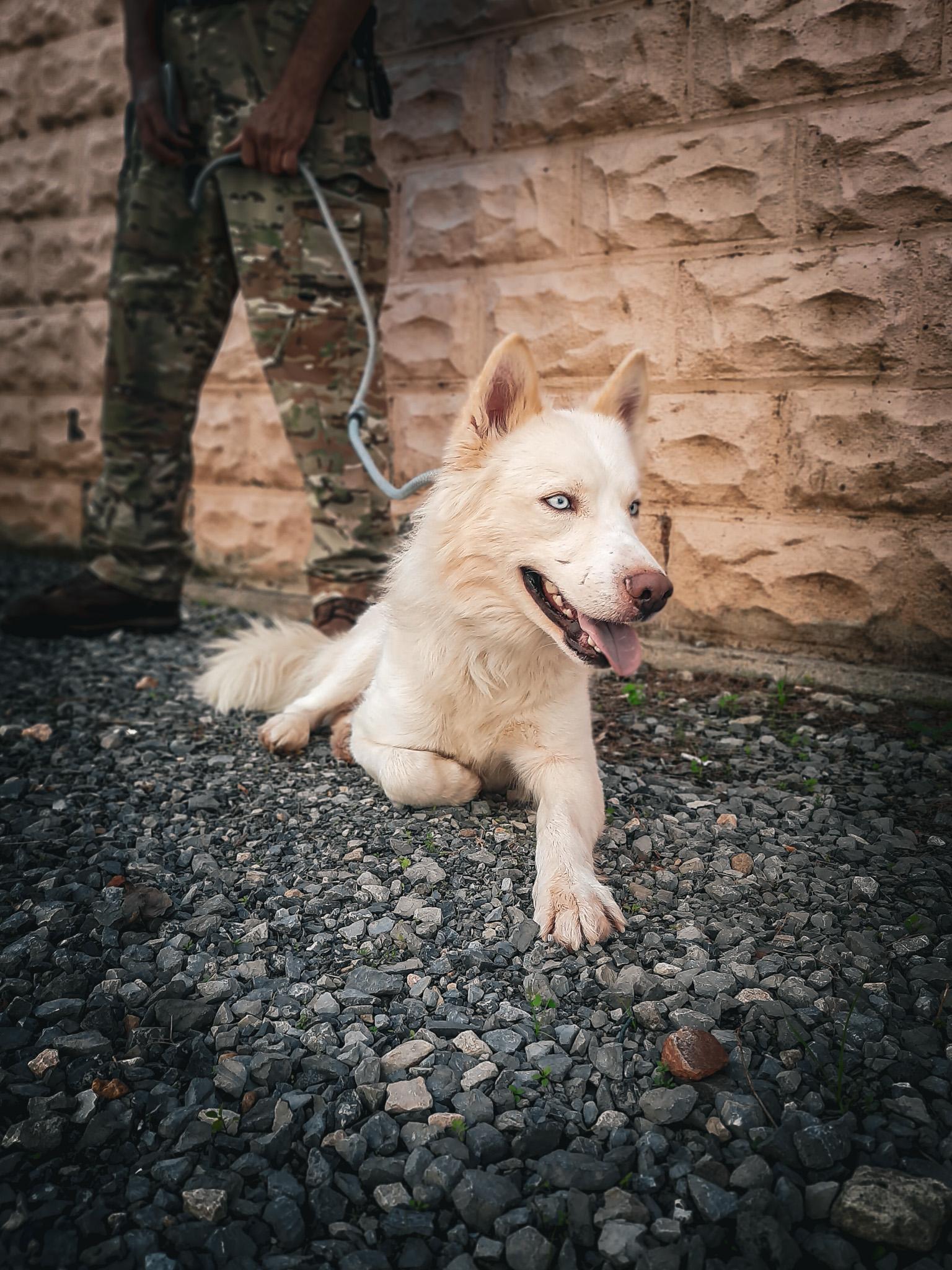 Enlarge Glacier, a Adopted Husky in Newport, TN image 3/6