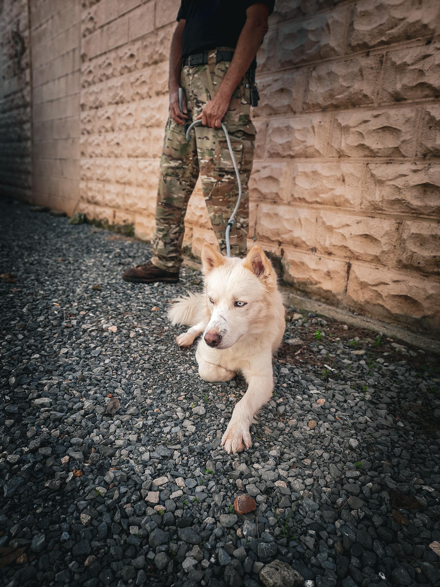 Enlarge Glacier, a Adopted Husky in Newport, TN image 4/6