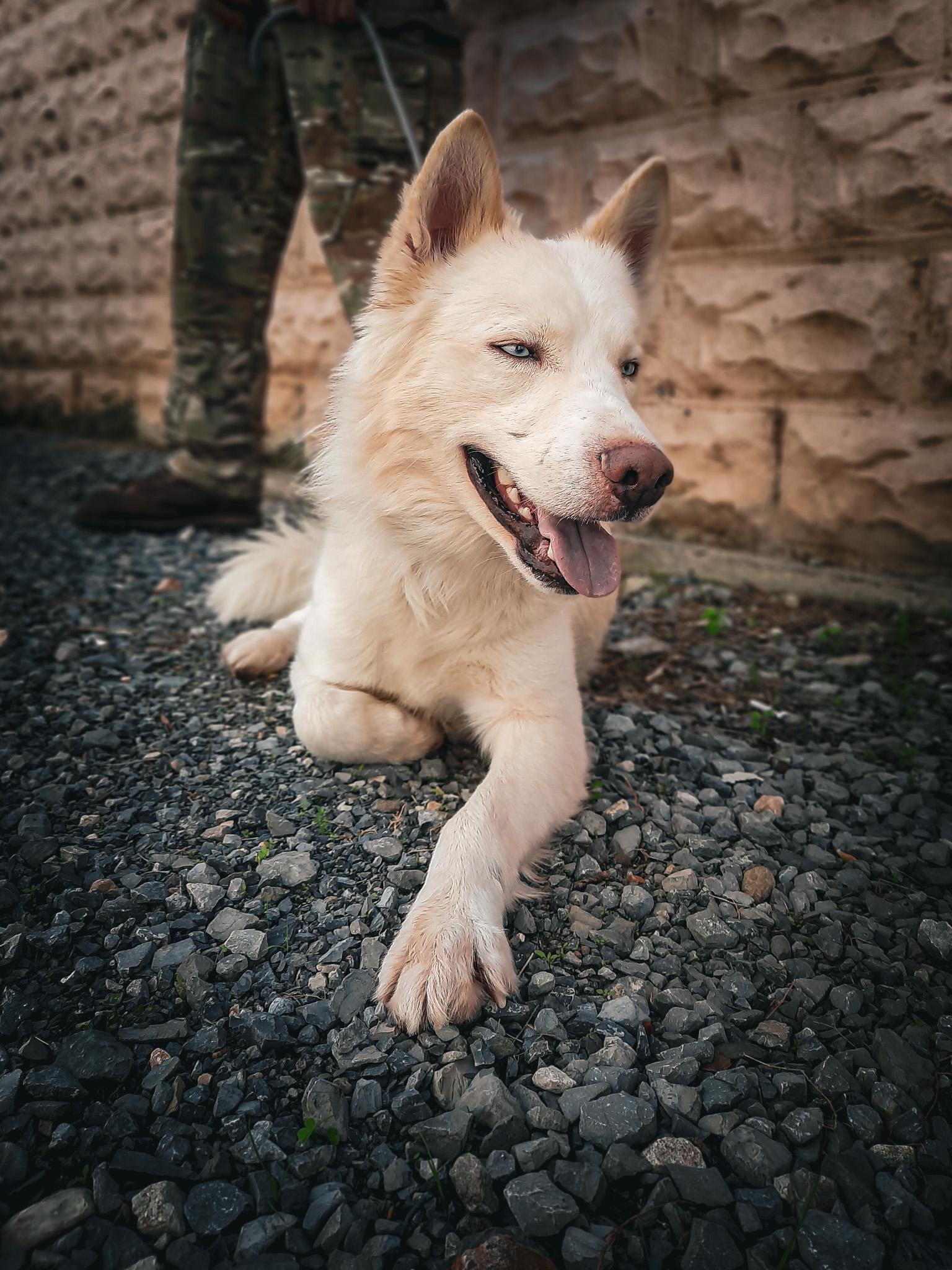 Enlarge Glacier, a Adopted Husky in Newport, TN image 5/6