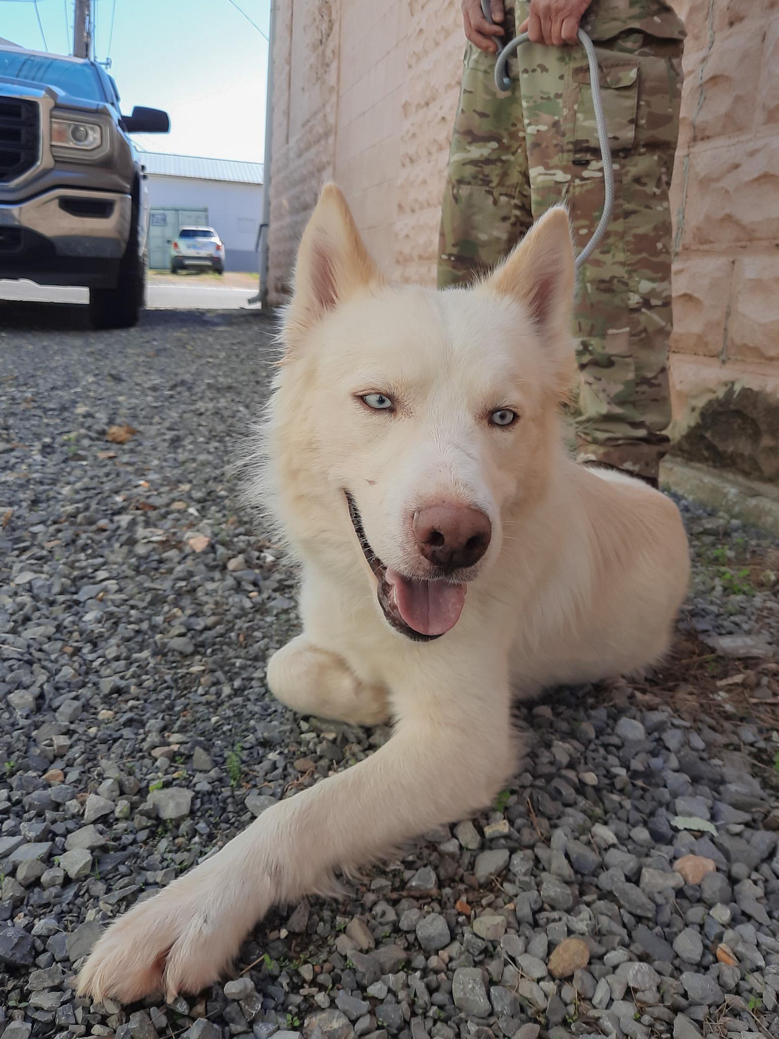 Enlarge Glacier, a Adopted Husky in Newport, TN image 6/6